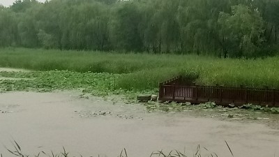 南海子公园雨中访荷