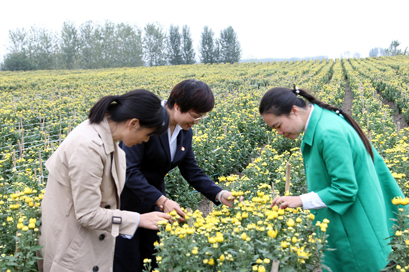 中国•固镇2019首届菊花文化旅游节10月26日将在固镇县濠城镇盛大开幕