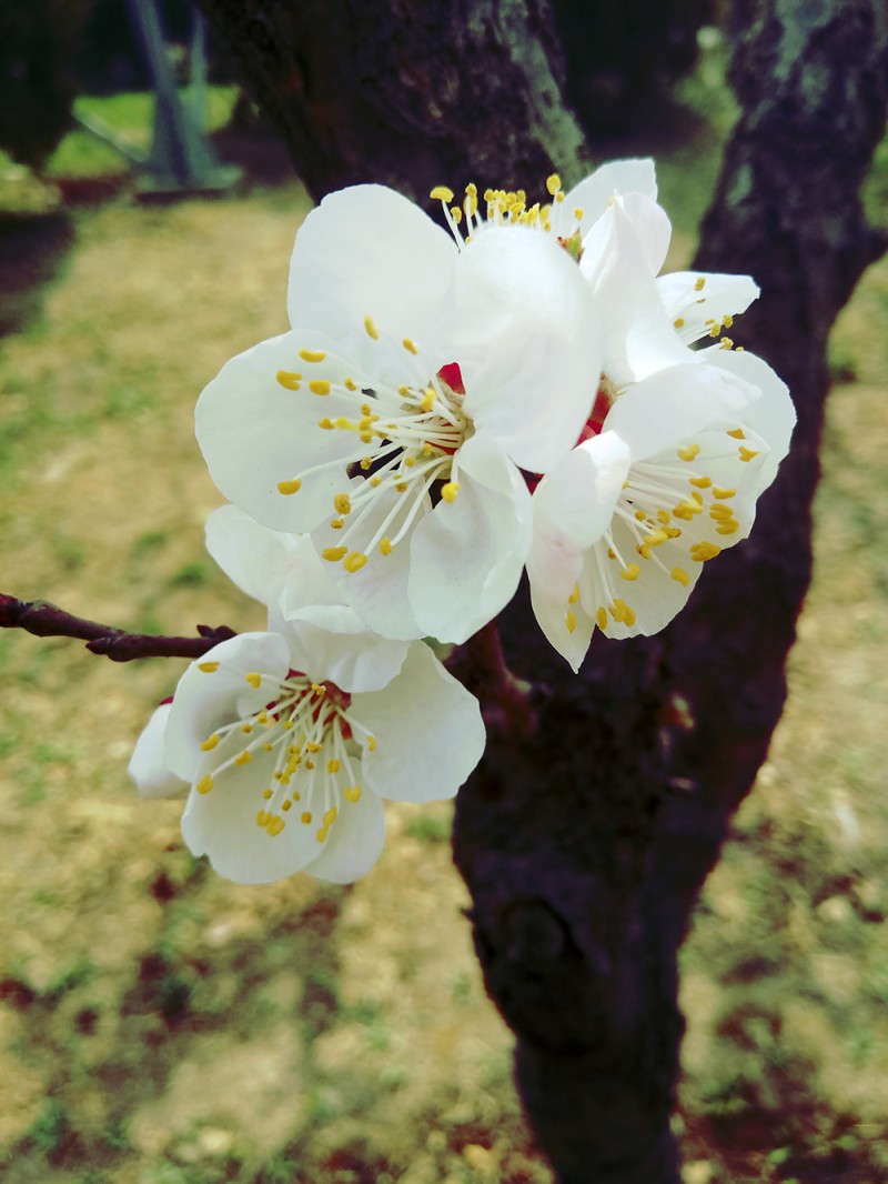 春天来了,花儿开了