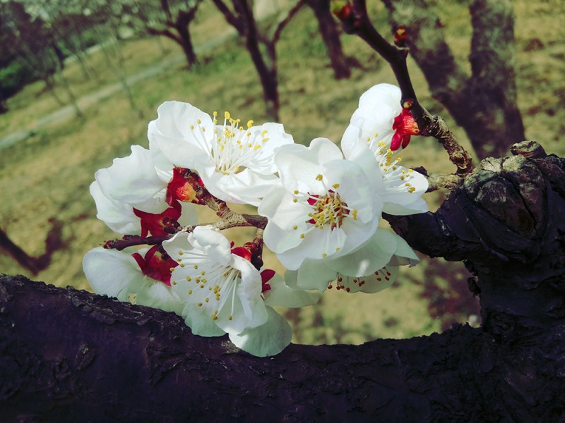 春天来了,花儿开了