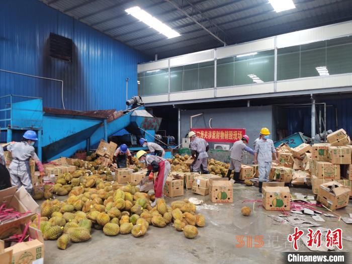 广西水口海关无害化销毁18.88吨涉嫌走私入境水果