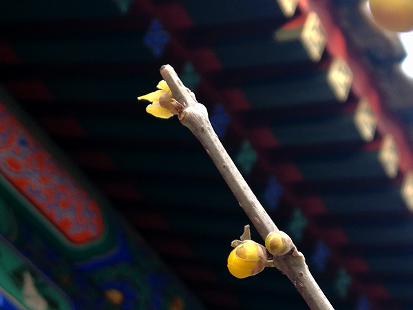 卧佛寺的蜡梅——李月手机拍图