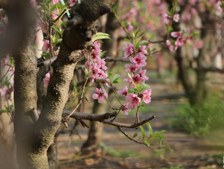 河北平泉：寒冬大棚桃花开