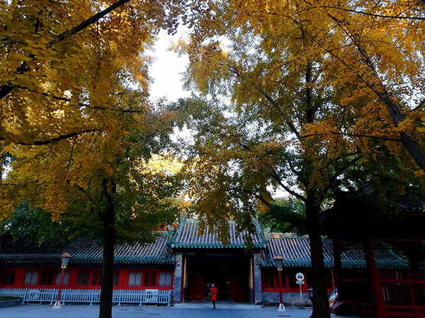 秋到京城已十分——李月手机拍图