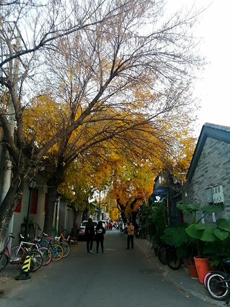秋到京城已十分——李月手机拍图