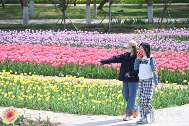 河北石家庄市植物园第十六届郁金香文化节开幕
