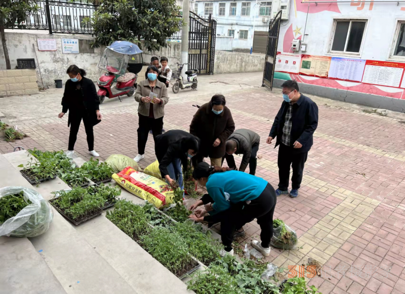 庭院有机菜致富新门路--宝丰县大营镇牛庄村通过发展庭院经济实现增收富民