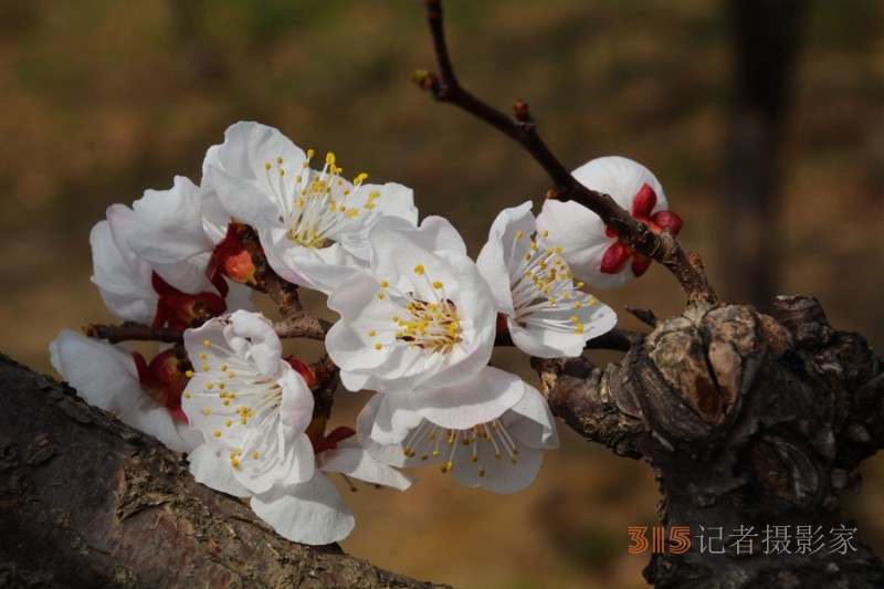 四月春风好时节 周游齐鲁大地给你最全赏花攻略