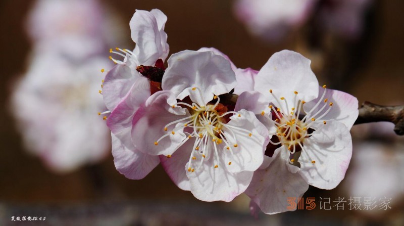 四月春风好时节 周游齐鲁大地给你最全赏花攻略