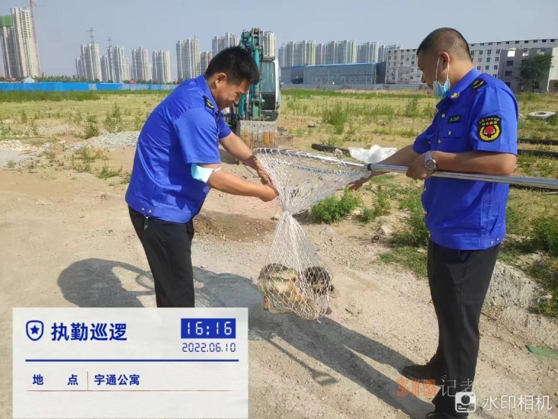 郑州市经济技术开发区管理委员会九龙办事处烈日炎炎抓捕流浪犬