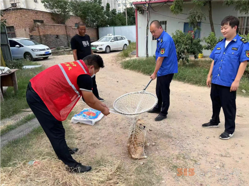 郑州市经济技术开发区管理委员会九龙办事处开展犬类整治规范养犬行为