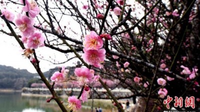 福州千年古刹林阳寺梅花绽放