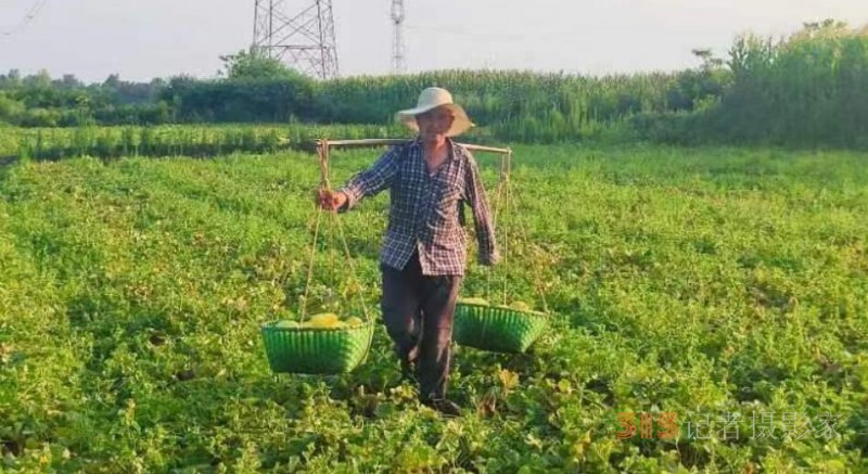 香瓜”喜丰收“   “甜”了瓜农心