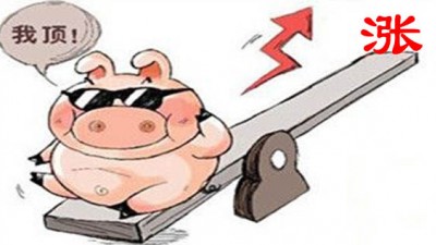 近期生猪价格恢复性上涨，能否持续？