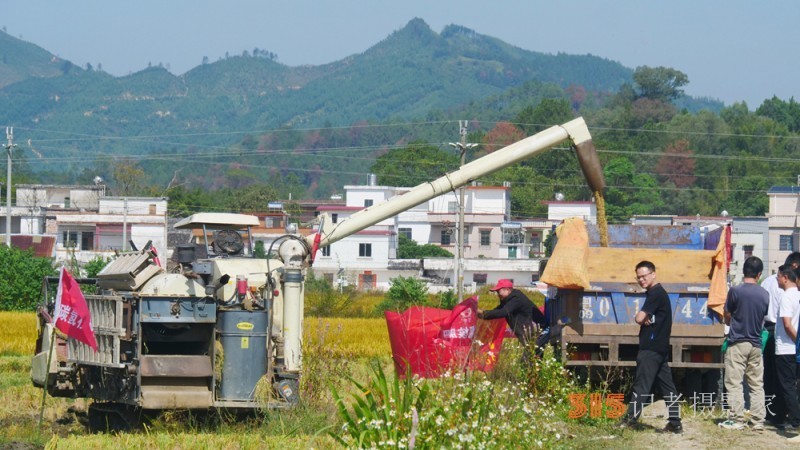 碳氢赋农显成效 核肥助力广东清远丝苗米丰收