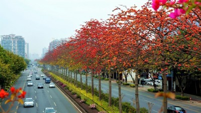 花开四时 城城有景