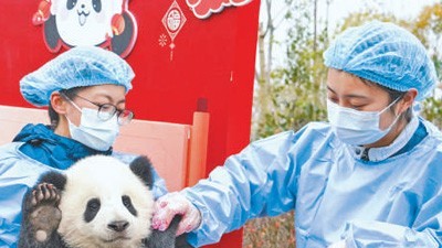 来看大熊猫，又不只看大熊猫