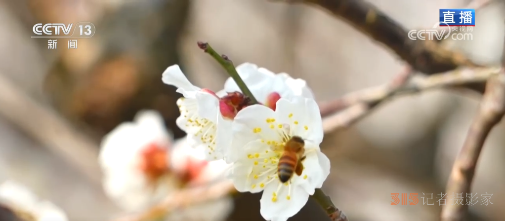 第一波春花已上线 一起沉浸式感受这份春日限定浪漫