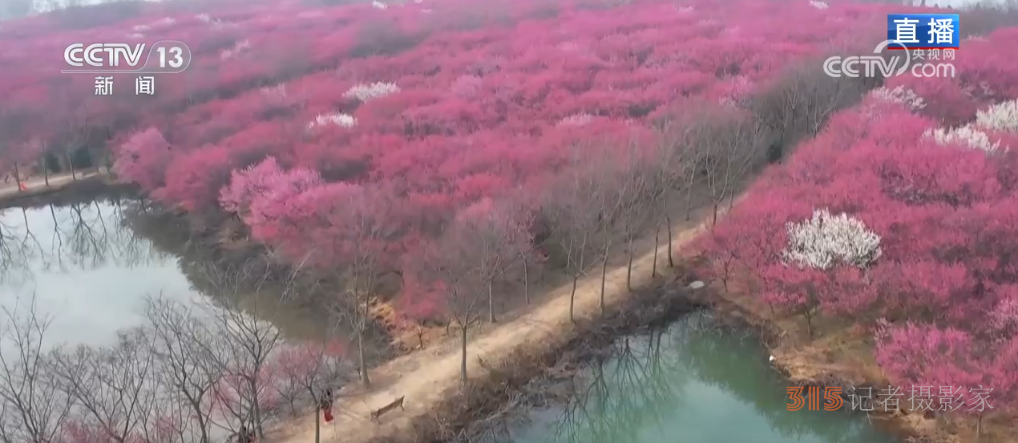 第一波春花已上线 一起沉浸式感受这份春日限定浪漫